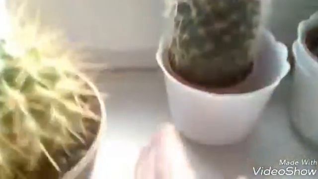 Колючий кактус!..................………........Мои цветы! смотреть онлайн