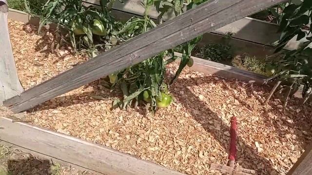 МУЛЬЧИРОВАТЬ ОПИЛКАМИ? ДА или НЕТ?