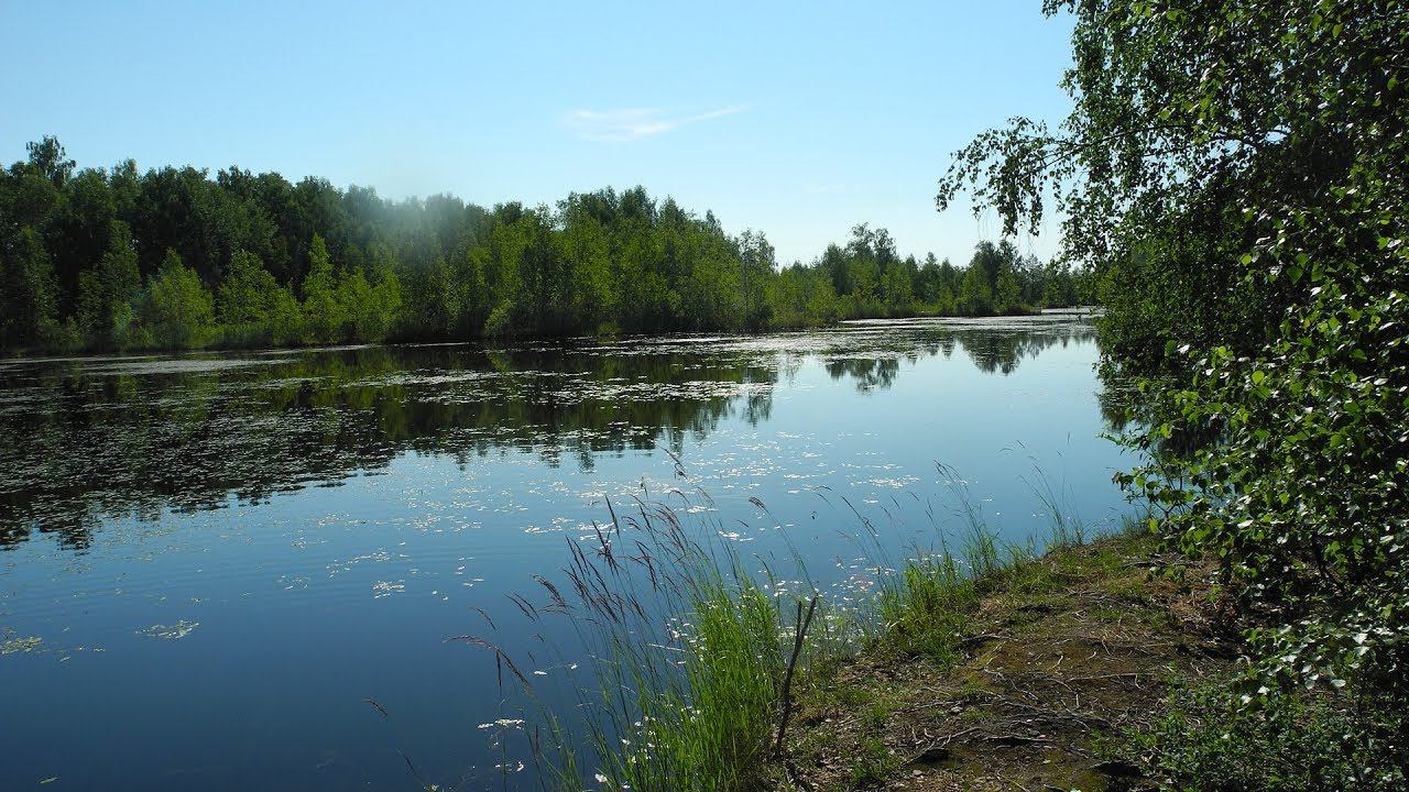 Утро с карасями. Зарисовка. смотреть онлайн