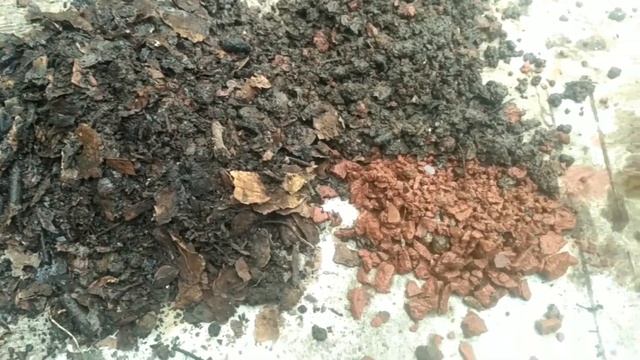 Bonsai Delima ( Punica Granatum )  Part 1