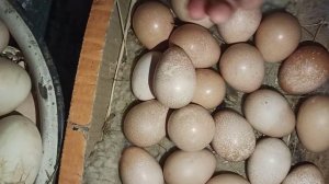 Светим цесариные яйца перед выводом цесарят. Как выглядят замершие яйца? Ждем цыплят