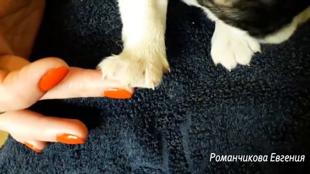 Обрезка когтей двухнедельному щенку смотреть онлайн