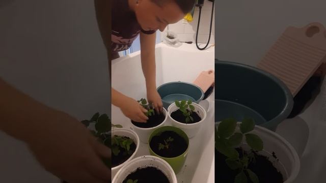 ??борьба с вредителем смотреть онлайн