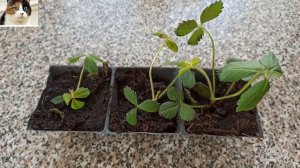 Клубника Елизавета 2 описание сорта.  Как посадить ремонтантную клубнику весной