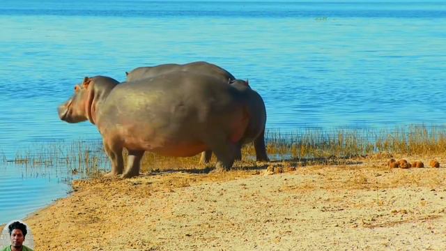 Animal Sounds, Cows, Dogs, Horses, Monkeys, Elephants, Pigs, Cats, Zebra