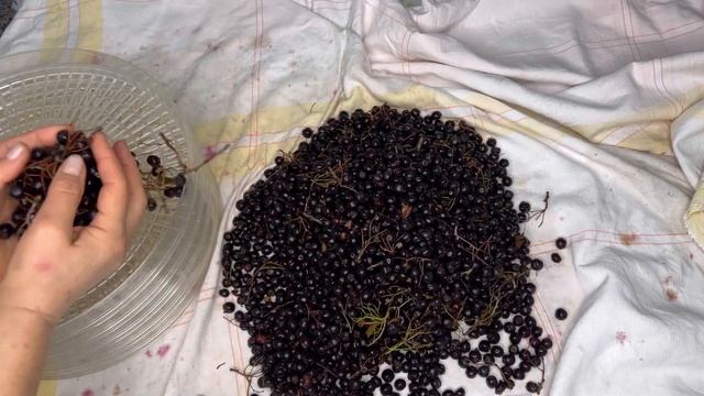 Боярышник На Зиму - Полезный Чай! Qara Yemişan Qurusu! Alıç Kurusu! Dried Hawthorn Berries! смотреть онлайн