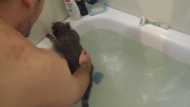 Raccoon swims in the bathroom (Енот плавает в ванной) смотреть онлайн