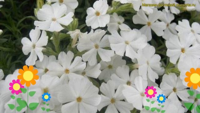 Флокс шиловидный Маичне. Краткий обзор, описание характеристик phlox subulata Maischnee смотреть онлайн
