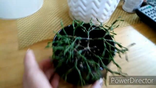 Обзор суккулентов, садики из суккулентов смотреть онлайн