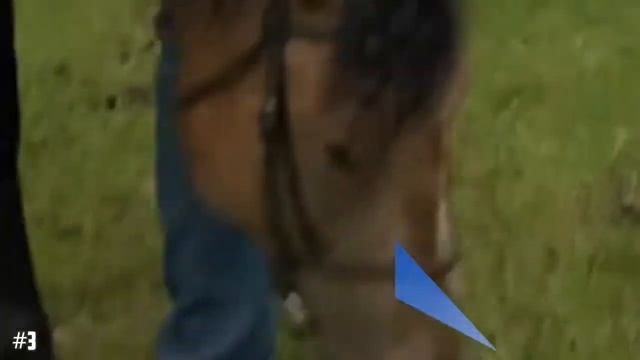 6 САМЫХ РЕДКИХ ПОРОД ЛОШАДЕЙ смотреть онлайн