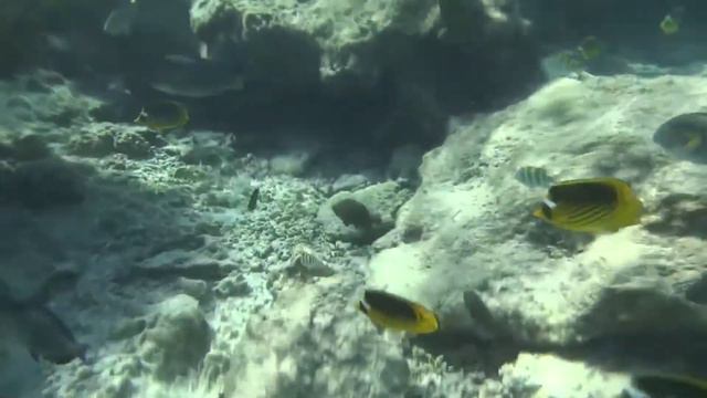 Коралловый РИФ 27 смотреть онлайн