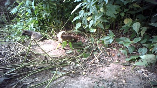 Про енотовидную собаку и охоту на нее смотреть онлайн