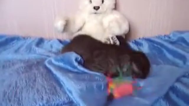 Шотландская вислоухая кошечка черный дым 3 мес. смотреть онлайн