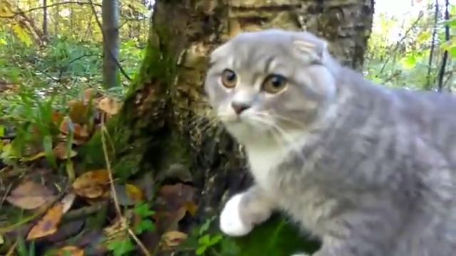 Воспитание собакобоязни у котёнка.КОТИКИ И РОТИКИ 58 смотреть онлайн