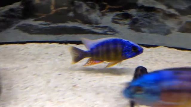 Protomelas Sp. Steveni Taiwan 