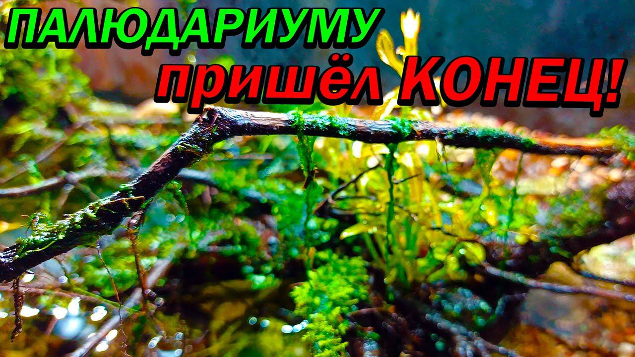 Это ж*па! РАЗОБРАЛ палюдариум с речными рыбками, а там... смотреть онлайн
