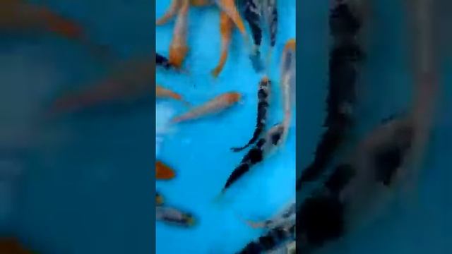 какие красивые рыбки карпы кои смотреть онлайн