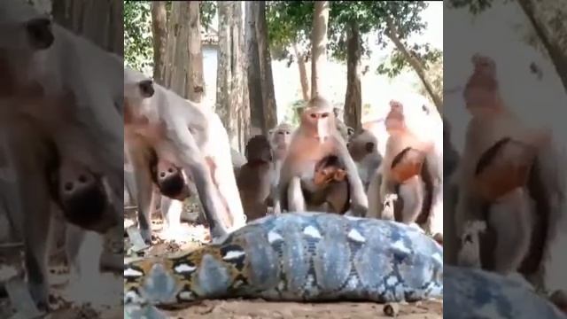 Monkeys trying to save friend from Python #python #monkey #friends #animals #video #viral #youtube смотреть онлайн