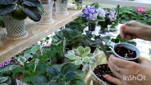 Показываю когда можно пересаживать детку фиалки в большой горшок чтобы она быстрее зацвела!