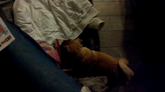 #собака бесится