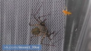 ФРИН ЖГУТОНОГИЙ ПАУК ОХОТИТСЯ НА СВЕРЧКА Damon variegatus