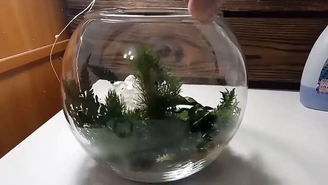 Флорариум из стабилизированных растений смотреть онлайн