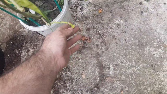 Небольшая ревизия после зимы. смотреть онлайн