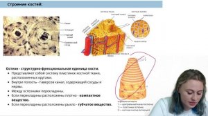 Соединительные ткани | Биология ЕГЭ