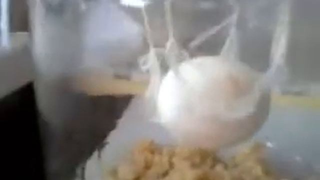 Изучение свойств горчицы смотреть онлайн