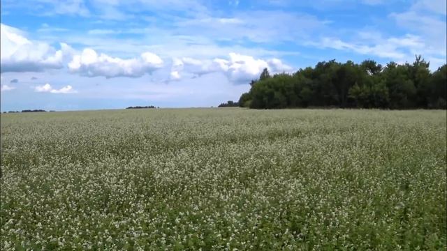 ЗАЦВЕЛА ГРЕЧКА смотреть онлайн