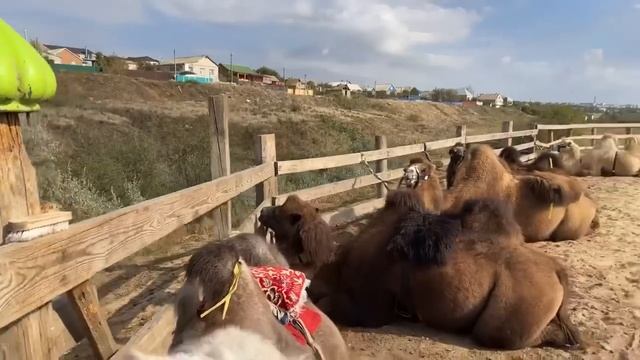 Поход на сосновый Бор на верблюжьем острове смотреть онлайн