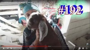 Отсаживаем козлят от маток  2 часть