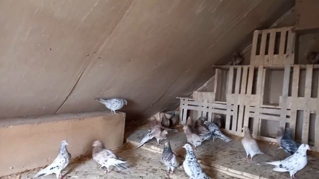 Мои Бакинские голуби: Спаровал Голубей! Старт племенному сезону 2021г. смотреть онлайн