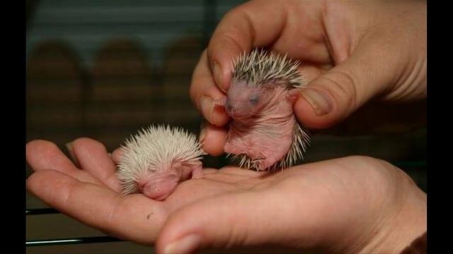 Новорожденный ежонок  Newborn Hedgehog