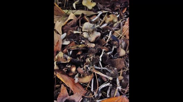Cyanescens Mushrooms Seattle, Washington