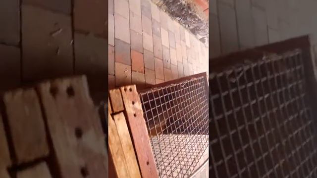 Притравка молодой лайки по барсуку. Шатун 3 мес.