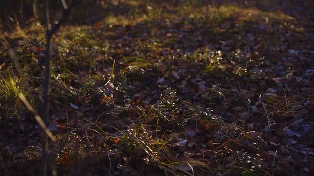 Siberian autumn || NISSAN mistral || Новые тропы смотреть онлайн