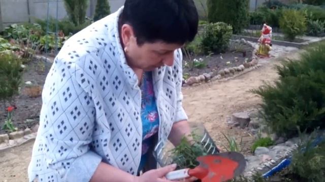 Посадка ампельной земляники в грунт (Часть 3) смотреть онлайн