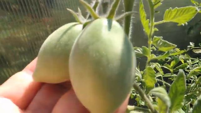 ПУШИСТЫЕ ТОМАТЫ: ШАХЕРЕЗАДА, ФОКУС-ПОКУС, ПЕРСИКОВЫЙ смотреть онлайн