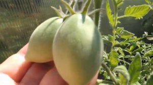 ПУШИСТЫЕ ТОМАТЫ: ШАХЕРЕЗАДА, ФОКУС-ПОКУС, ПЕРСИКОВЫЙ