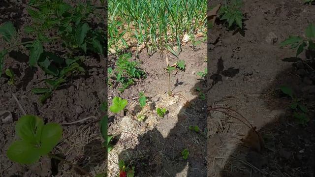 Мой суперогород в начале июня! Зреет клубничка, расцвела наперстянка, лесная мальва. смотреть онлайн