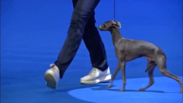 De Lungo Sunnymoon Place winning GROUP X on the Main Dog Show of Ukraine смотреть онлайн