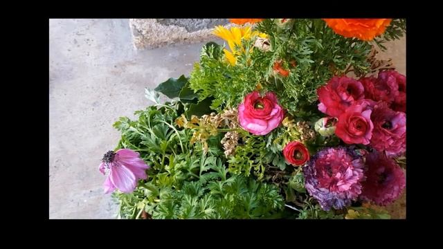 Thirsty Plants смотреть онлайн