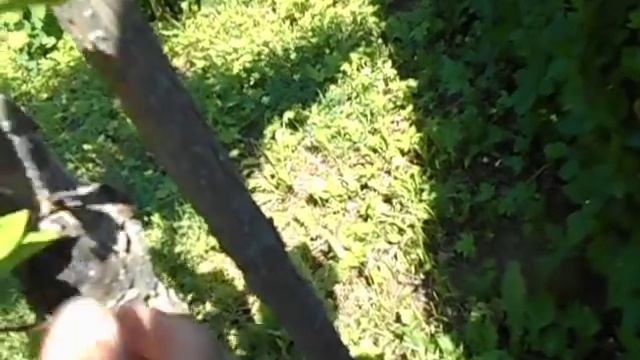 Гортензия в парке Сокольники г. Москва. Она в надёжных руках? Компетентность АГРОНОМА смотреть онлайн