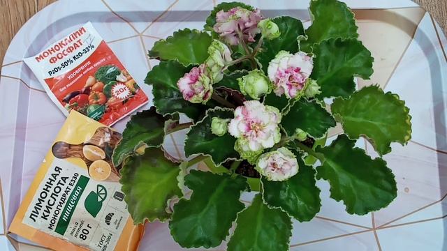 Фиалки на подоконнике! О фосфорном удобрении. смотреть онлайн