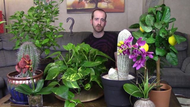 Caring for a Pothos Plant (Epipremnum aureum) смотреть онлайн
