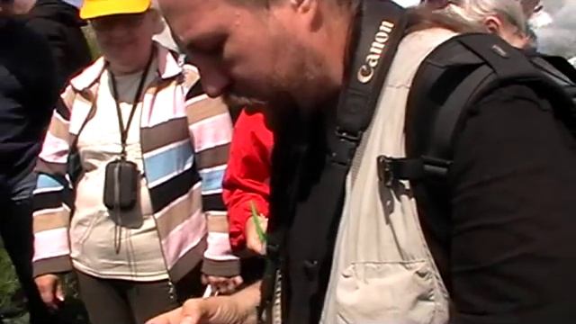 Знакомимся: кравчик, бронзовка Аленка и усач корнегрыз в природе. смотреть онлайн
