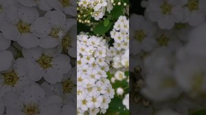 Красивое цветение кустарника Спирея ,,Белая Невеста"????