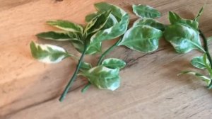 ПЕДИЛАНТУС. ФОРМИРОВАНИЕ КУСТА. РАЗМНОЖЕНИЕ ЧЕРЕНКАМИ