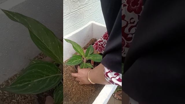 Repotting Aglaonema Butterfly